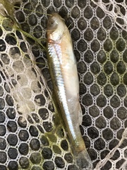 Notropis percobromus