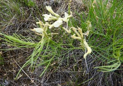 Astragalus pectinatus