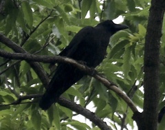 Corvus macrorhynchos