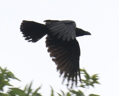 Corvus macrorhynchos