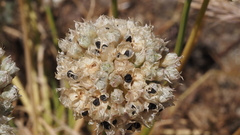 Allium marvinii
