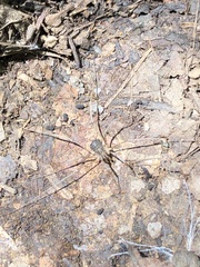 Protolophus singularis