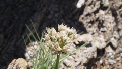 Allium marvinii