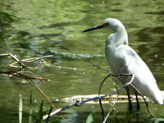 Egretta thula