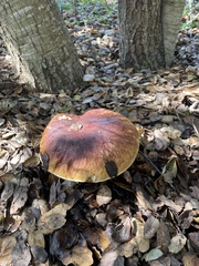 Boletus edulis grandedulis