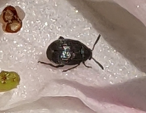 Broom Seed Beetle photo 6