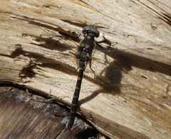 Williamsonia lintneri