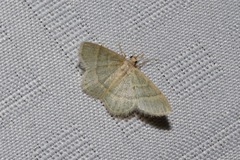 Chlorochlamys appellaria
