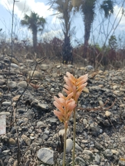 Sacoila lanceolata