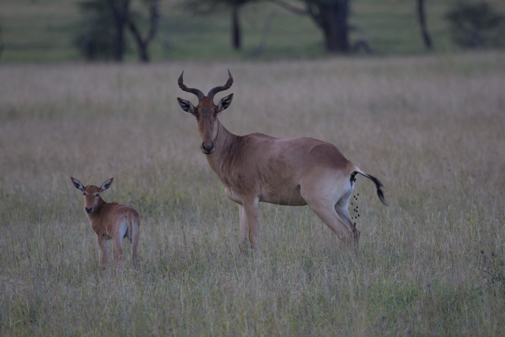 Coke’s hartebeest, Serengeti, Tanzania, photographed by avocat