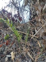 Zamia loddigesii