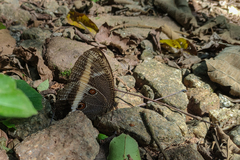 Dasyophthalma rusina