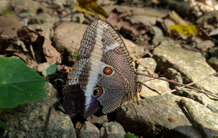 Dasyophthalma rusina