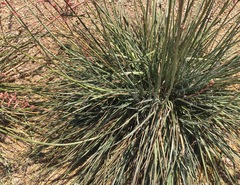 Hesperaloe parviflora