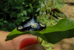 Mesomphalia sublaevis