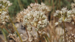 Allium marvinii
