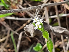 Arabis sagittata