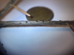 Biscogniauxia marginata