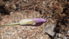 Calochortus splendens