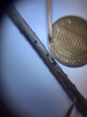 Biscogniauxia marginata