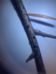 Biscogniauxia marginata