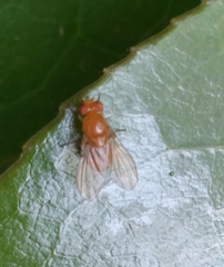 Neogriphoneura