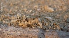 Heliastus sumichrasti