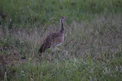 Eupodotis senegalensis