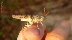 Heliastus sumichrasti