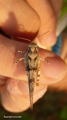 Heliastus sumichrasti