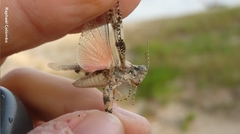 Heliastus sumichrasti