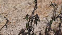 Matelea parvifolia