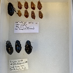 Cryptocercinae
