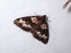 Chrysolarentia gypsomela