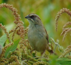 Rhynchospiza dabbenei