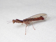 Austromantispa imbecilla