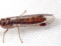 Austromantispa imbecilla