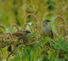 Rhynchospiza dabbenei