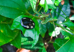 Mesomphalia sublaevis