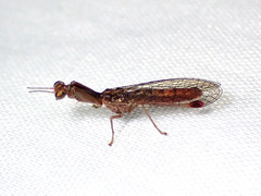 Austromantispa imbecilla