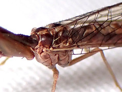 Austromantispa imbecilla