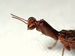 Austromantispa imbecilla