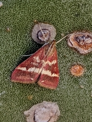 Pyrausta volupialis
