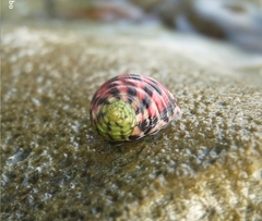 Nerita versicolor