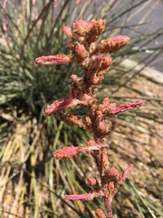 Hesperaloe parviflora