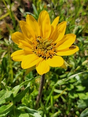 Balsamorhiza macrolepis