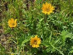Balsamorhiza macrolepis