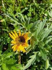 Balsamorhiza macrolepis