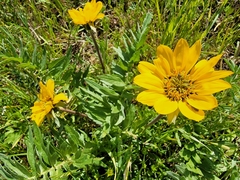 Balsamorhiza macrolepis