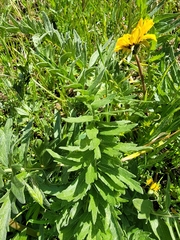 Balsamorhiza macrolepis